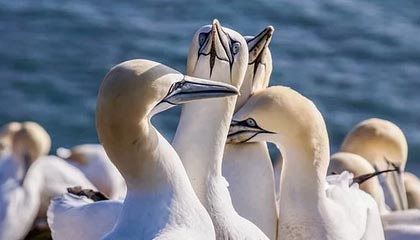 九游（jiuyou.com）游戏-丁俊晖宣布将参加新加坡大师赛，丁俊晖新闻